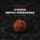 Free Gift - 5 Mukhi Nepali Rudraksha
